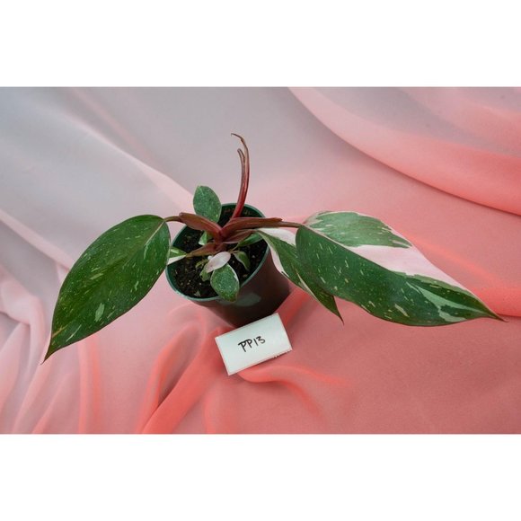 Pink Princess Philodendron 4" US Seller | RARE - Picture 3 of 5